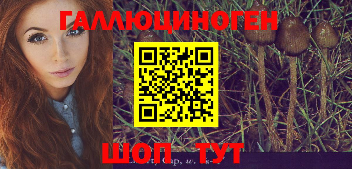 Псилоцибиновые грибы GOLDEN TEACHER  Чайковский  где найти   Псилоцибиновые грибы Psilocybine cubensis 
