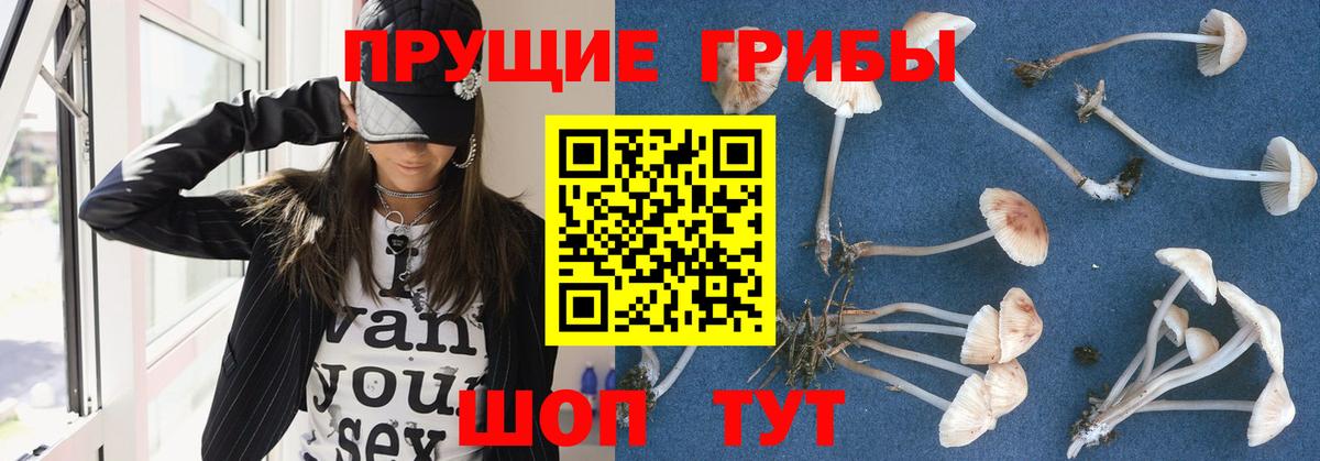 Псилоцибиновые грибы MAGIC MUSHROOMS  Псилоцибиновые грибы MAGIC MUSHROOMS  Чайковский  где продают наркотики  Вход с VPN 